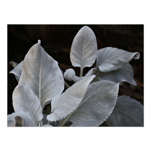 Silvery White Angel Wings Pflanze Floral Poster (Vorderseite)