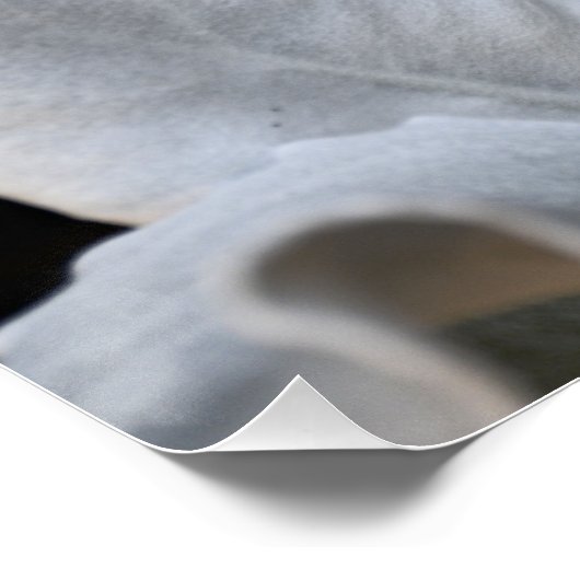 Silvery White Angel Wings Pflanze Floral Poster (Ecke)