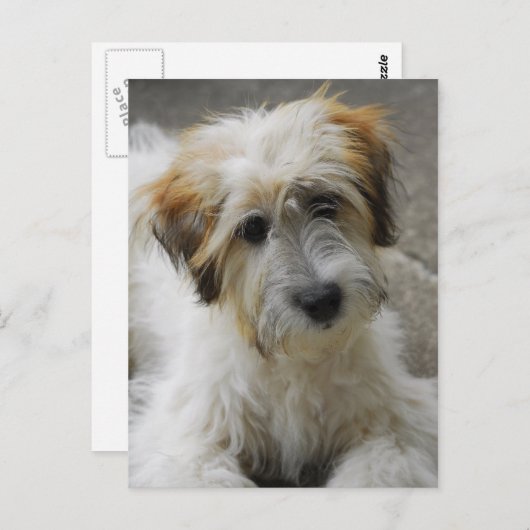 Simba Postkarte (Vorne/Hinten)