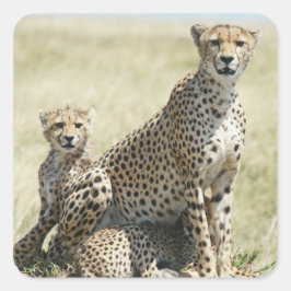 Simbabwe-Cheetahs, Safari auf Display-Stickers Quadratischer Aufkleber