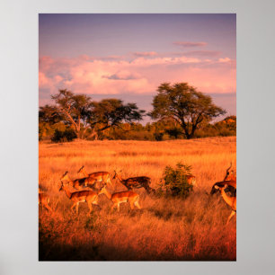 Simbabwe - die reine Beschaffenheit der Antilope Poster