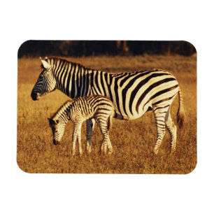 Simbabwe, Hwange-Nationalpark, Linkwasha Magnet