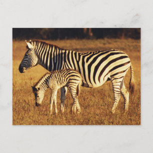 Simbabwe, Hwange-Nationalpark, Linkwasha Postkarte