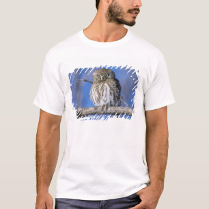 Simbabwe. Nahaufnahme eines Perl-Perlkautzes T-Shirt