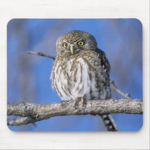 Simbabwe. Nahaufnahme eines Perlkauzes Mousepad