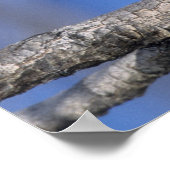 Simbabwe. Nahes Aufgehen der Perleneule auf Poster (Ecke)