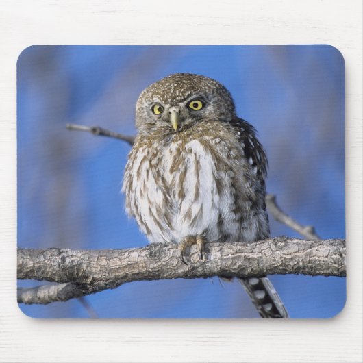 Simbabwe. Nahes Aufgehen der Perlkauz gepunktet Mousepad (Vorne)