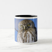 Simbabwe. Nahes Aufgehen der Perlkauz gepunktet Zweifarbige Tasse (Mittel)