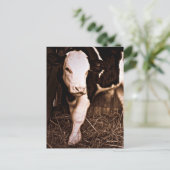 Simmental X Holstein Bull Calf Postkarte (Stehend Vorderseite)