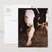 Simmental X Holstein Bull Calf Postkarte (Vorne/Hinten)