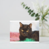 Simon Postkarte (Stehend Vorderseite)