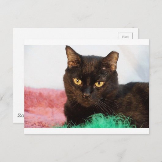 Simon Postkarte (Vorne/Hinten)