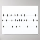 Simple Birds on the Wires Hand-Drawn Illustration Poster (Vorne)