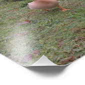Sind deine Enten in einer Reihe? Fotodruck (Ecke)