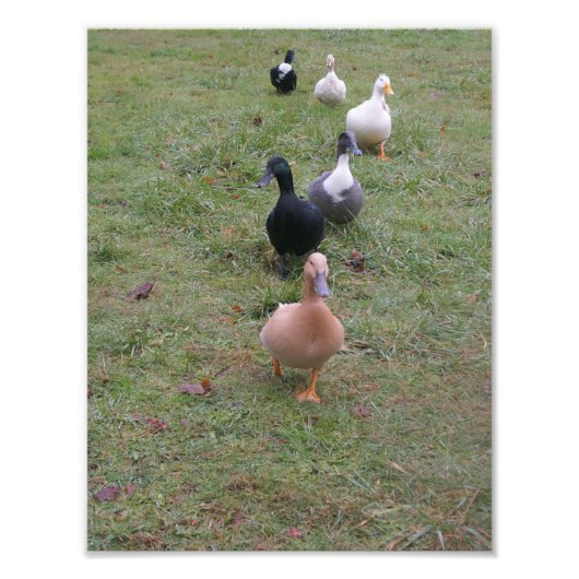 Sind deine Enten in einer Reihe? Fotodruck (Vorne)