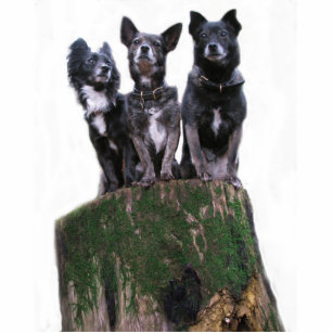 Sind hier die Hunde auf einem Klotz Freistehende Fotoskulptur