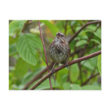 Sing mir eine Postkarte