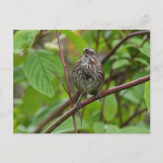 Sing mir eine Postkarte (Vorderseite)