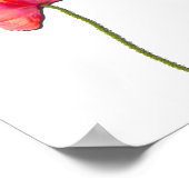 Sing Rote Mohn Blume minimalistisch Einfachheit Poster (Ecke)