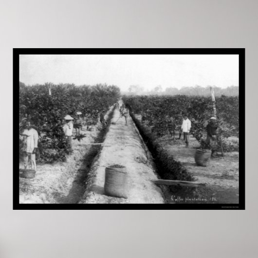 Singapore Coffee Plantation 1898 Poster (Vorne)