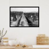 Singapore Coffee Plantation 1898 Poster (Küche)