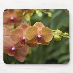 Singapore Sanskrit for Lion City). Nationalität 2 Mousepad