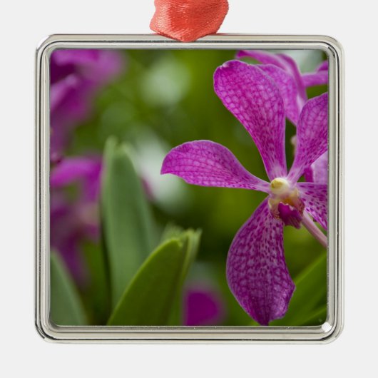 Singapore Sanskrit for Lion City). Nationalstaat Silbernes Ornament (Vorne)