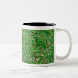 Singapur 4 zweifarbige tasse