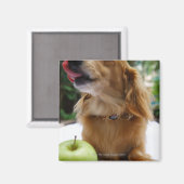 Singapur 5 magnet (Vorderseite/Rückseite)