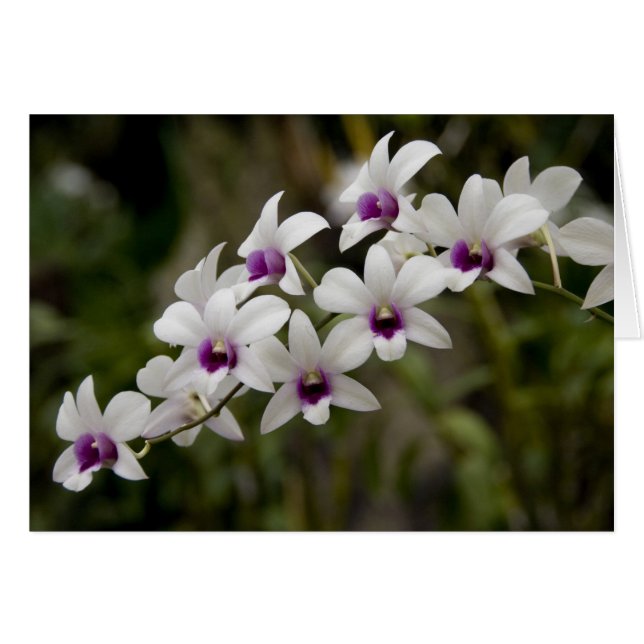 Singapur (Sanskrit for Lion City). National 2 (Vorderseite (Horizontal))