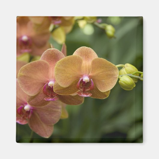 Singapur Sanskrit for Lion City). National 2 Magnet (Vorne)