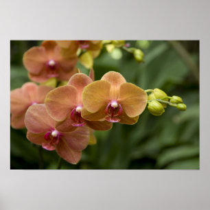 Singapur Sanskrit for Lion City). National 2 Poster