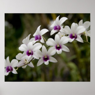 Singapur (Sanskrit for Lion City). National 2 Poster