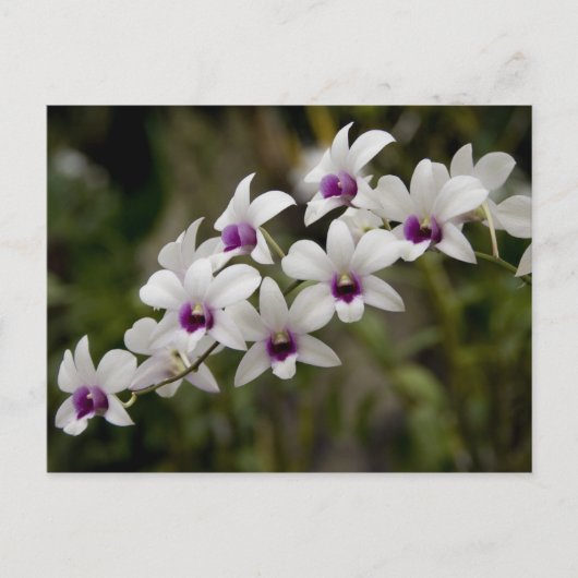 Singapur (Sanskrit for Lion City). National 2 Postkarte (Vorderseite)