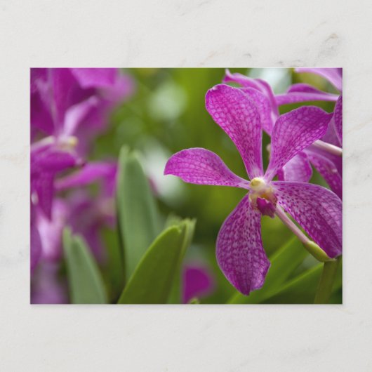 Singapur Sanskrit for Lion City). Nationale Postkarte (Vorderseite)