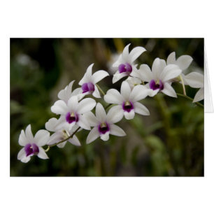 Singapur (Sanskrit for Lion City). Nationalität 2