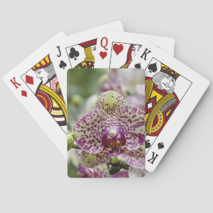 Singapur (Sanskrit for Lion City). Nationalstaat Spielkarten