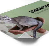 Singapura Cat Breed Poster (Ecke)