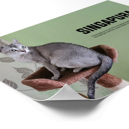 Singapura Cat Breed Poster (Ecke)