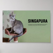 Singapura Cat Breed Poster (Vorne)