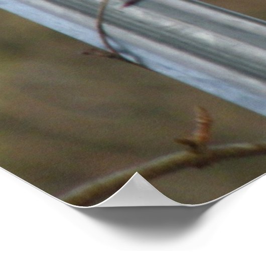 Singen von Blackbird Print Poster (Ecke)