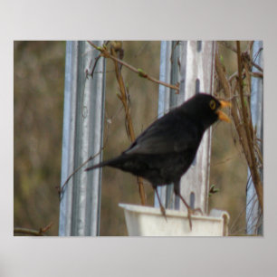 Singen von Blackbird Print Poster