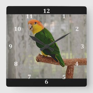 Singen von White Bellied Caique Parrot Quadratische Wanduhr