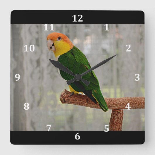 Singen von White Bellied Caique Parrot Quadratische Wanduhr (Vorderseite)