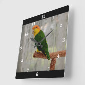 Singen von White Bellied Caique Parrot Quadratische Wanduhr (Winkel)