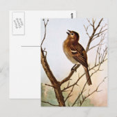 Singender Feldsperling Postkarte (Vorne/Hinten)