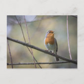 Singender Rotkehlchen-Foto Postkarte (Vorderseite)