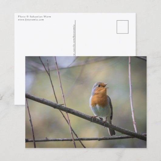 Singender Rotkehlchen-Foto Postkarte (Vorne/Hinten)