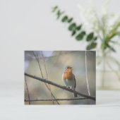 Singender Rotkehlchen-Foto Postkarte (Stehend Vorderseite)