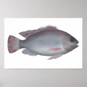 Singida Tilapia Poster (Vorne)